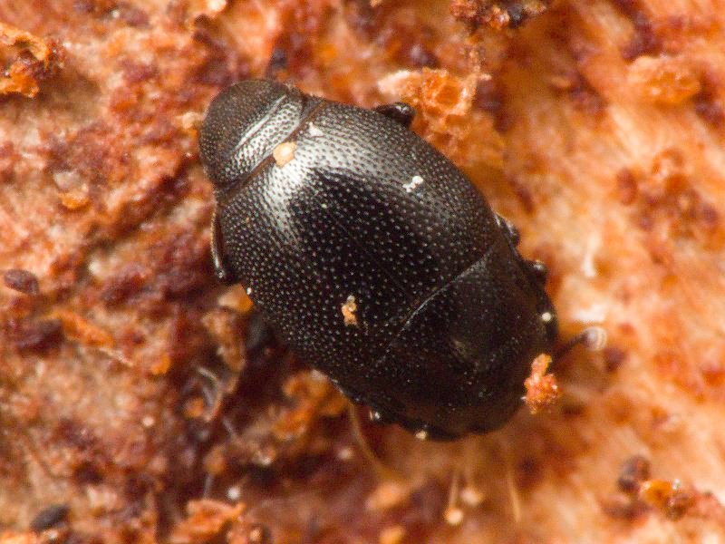 Plegaderus saucius Erichson, 1834